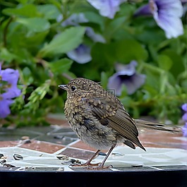 鸟,罗宾,erithacus rubecula