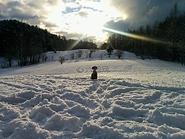 冬天,雪,狗