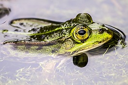 青蛙,水蛙,兩棲類動物