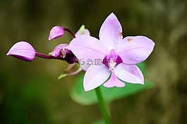 花,紫色花,花園