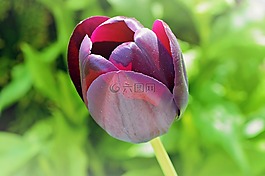 郁金香,花,紫
