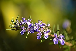 迷迭香,花,普罗旺斯
