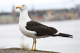 鳥(niǎo),泉,鷗