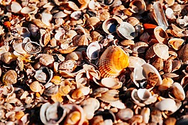 海,海灘,橙色