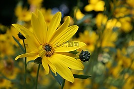 鮮花,黃色,花園