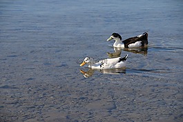 鴨,海洋,鳥(niǎo)