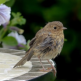 鸟,罗宾,erithacus rubecula