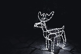 raindeer,動物,野生動物
