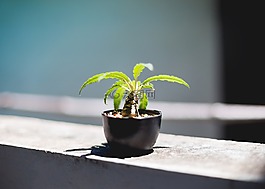 植物,盆花,成長