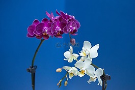 蘭花,花,紫