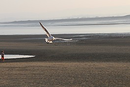 鷗,飛行,海灘