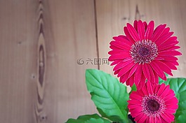 非洲菊,花,開花