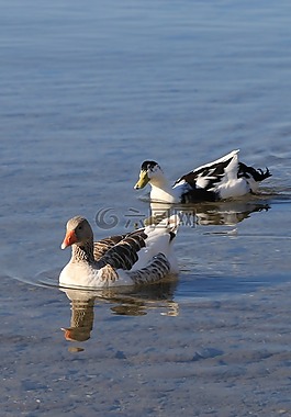 鴨,海洋,鳥
