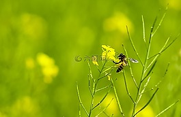 草,蜜蜂,自然