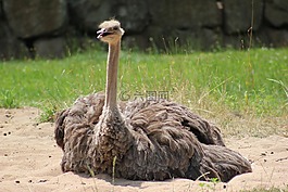 斯特勞斯,鳥(niǎo),動(dòng)物園