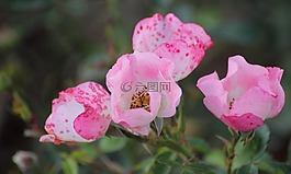 粉紅色的花,鮮花,斑