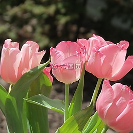 郁金香,花,粉紅色