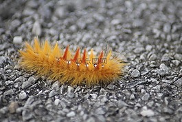 楓葉 蛾,acronicta aceris,橡樹貓頭鷹卡特彼勒