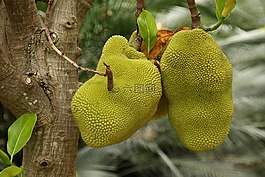 性質(zhì),植物學(xué),水果