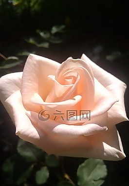 性質(zhì),花卉,愛
