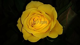 花,花瓣,玫瑰