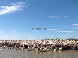 鵜鶘,自然,野生動(dòng)物