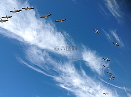 鹈鹕,飞行,天空