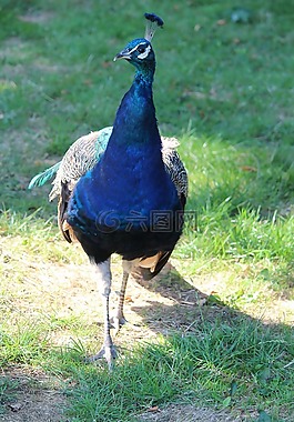鳥,孔雀,動物