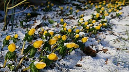 花,黃色,賽季