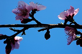 梅花,粉色,枝条