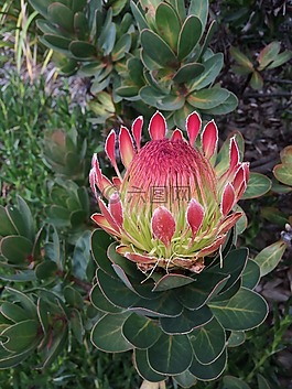 普罗蒂,花,花园