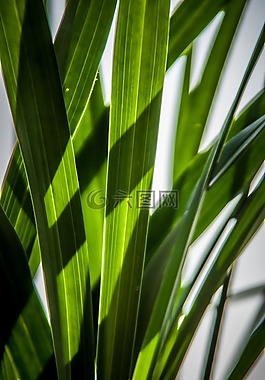 葉子,綠色,皮影戲