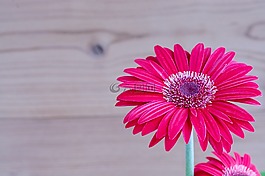 非洲菊,花,開花
