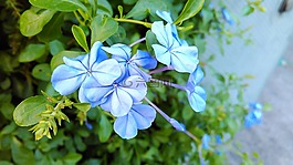 花,特寫,野花