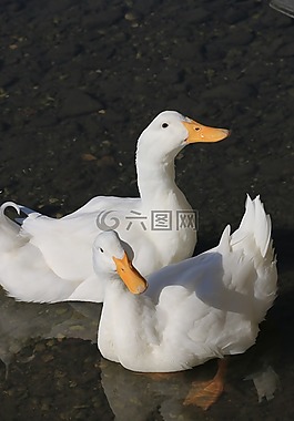鴨,海洋,鳥(niǎo)