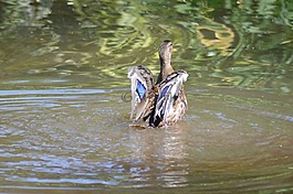 野鴨,湖,動物