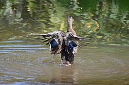 藍(lán)綠色,湖,全身羽毛