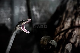 動物,爬行動物,蛇