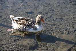 鴨,海洋,鳥(niǎo)