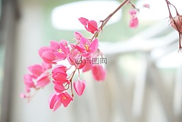 粉色,花,性質