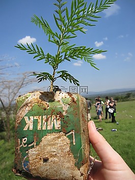 肯尼亞,馬拉,植樹