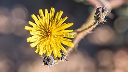 花,黄色,黄色花