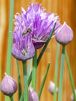 細香蔥,草藥,開花
