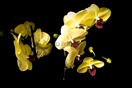 蘭花,鮮花,植物