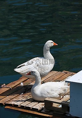 鴨,海洋,鳥