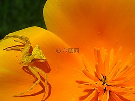 蜘蛛,花,性质
