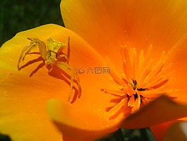 蜘蛛,花,性质