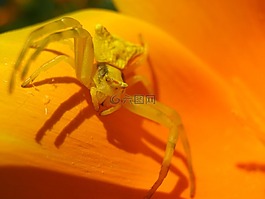 蜘蛛,花,性质