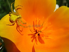 蜘蛛,花,性质