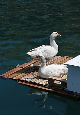 鴨,海洋,鳥